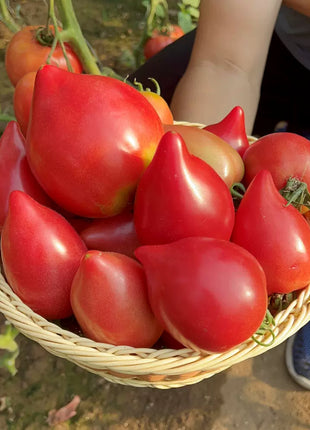 Mango Honey Tomato Seeds
