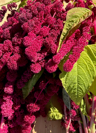 🌾Amaranthus Seeds