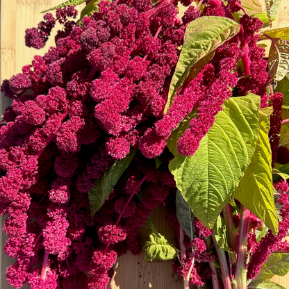 🌾Amaranthus Seeds