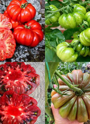 Multicolor Tomato Seeds-No Gmo