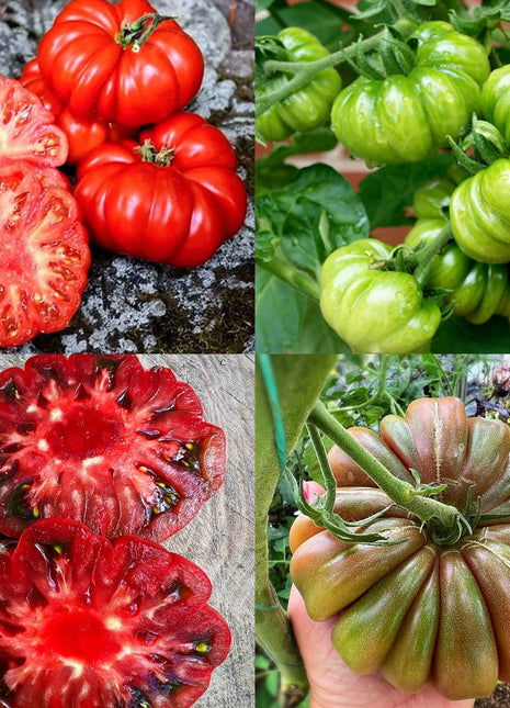Multicolor Tomato Seeds-No Gmo