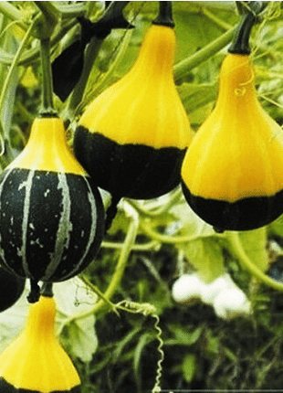 Rare and exotic pumpkin seeds