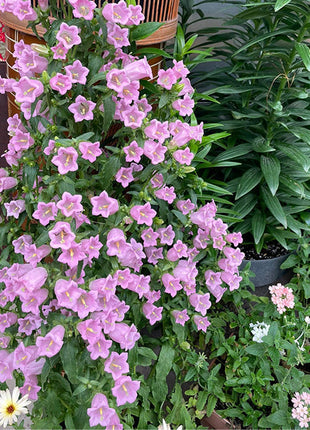 Bellflower Seeds/Canterbury Bells Seeds