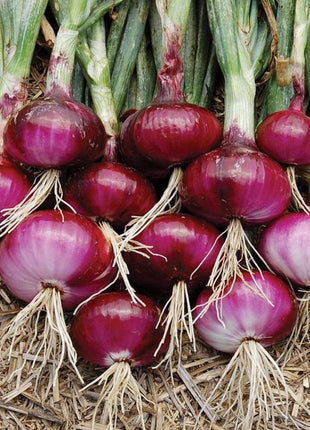 Onion Monastrell F1 Organic