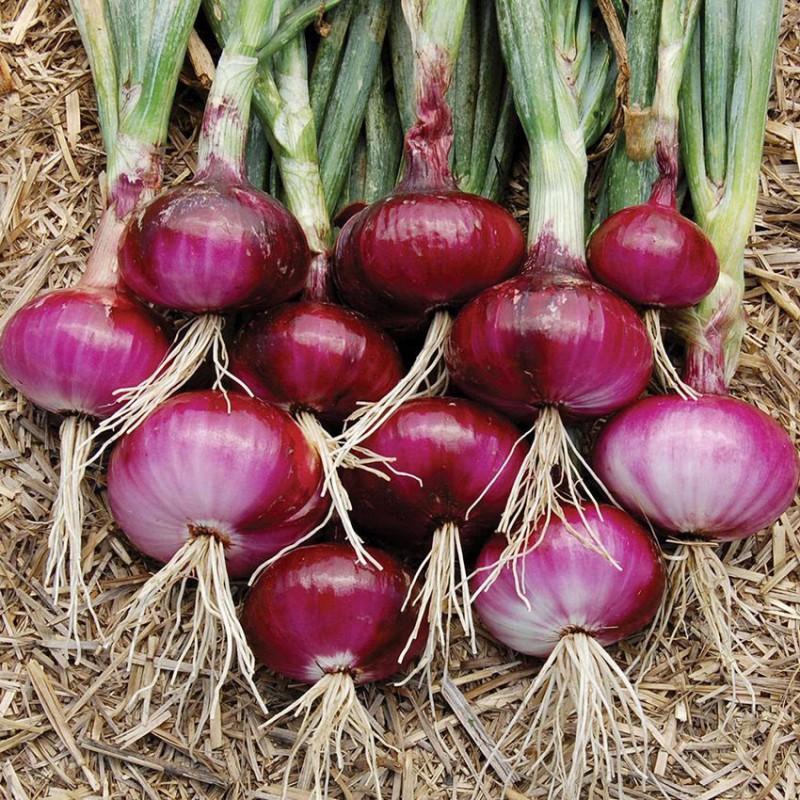 Onion Monastrell F1 Organic