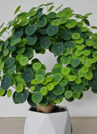 🌲Stephania Erecta Climbing Greenery🌿A Vine Adventure