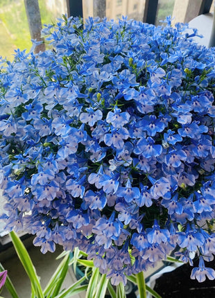 Lobelia Seeds - One of the best edging plants