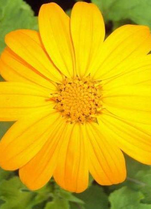 Mexican Sunflower Seeds - Yellow (Tithonia Speciosa Yellow Torch)  Seeds.