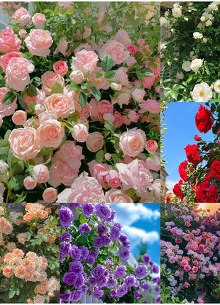 Mixed Climbing Flower Seeds -Over 30 kinds mixed