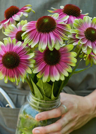 Echinacea, Sweet Sandia