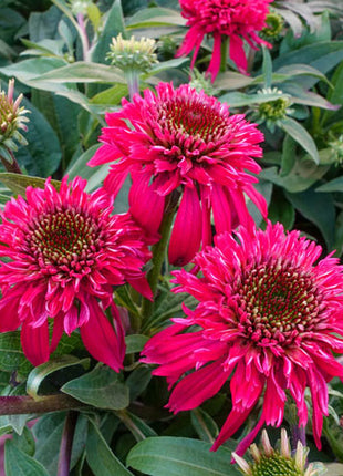Double Scoop Raspberry Coneflower