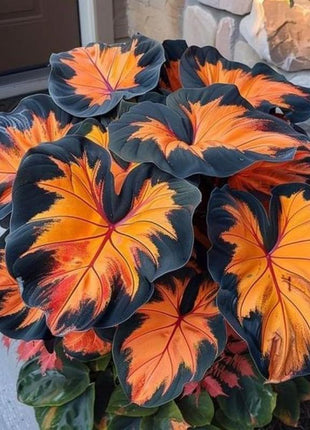 800+pcs Mixed Color Hosta Seeds – Shade-Loving Perennials with Stunning Foliage, Easy to Grow, Low Maintenance, Perfect for Pots & Garden Beds