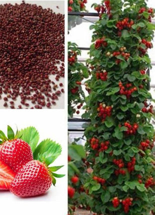 Climbing Strawberry Tree Seeds