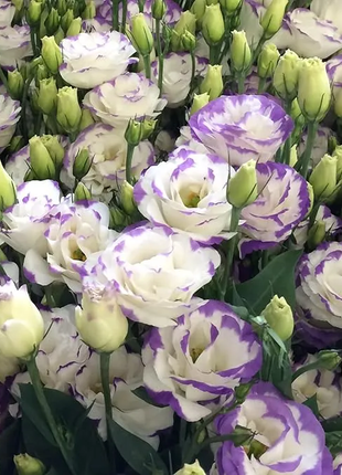 💐Lisianthus - A Sincere and Immutable Love