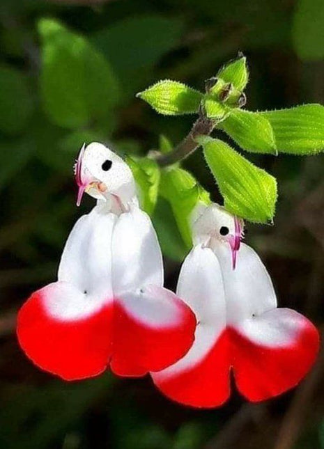 Salvia microphylla 'Hot Lips'