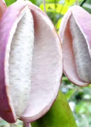 Stauntonia Latifolia Seeds-Organic Food