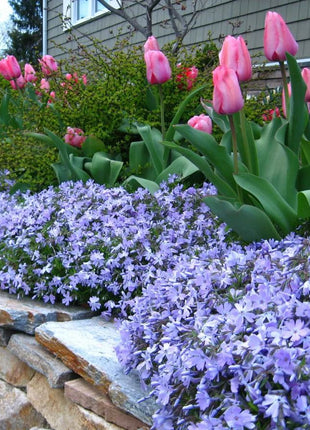 💐Vibrant Tapestry of Color ✨Creeping Phlox Seeds, Shibazakura Seeds
