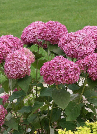 Hydrangea Seed: Unlock Nature's Beauty
