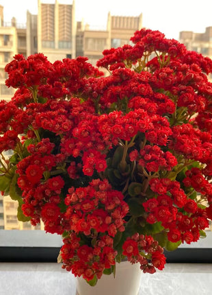 Kalanchoe Seed Garden Planting