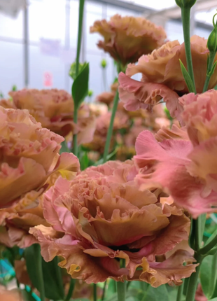 🌺Lisianthus - Sincere Love