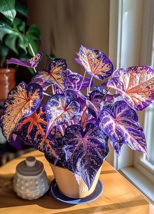 💜Alocasia 'Velvet Amethyst'