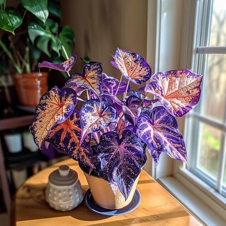 💜Alocasia 'Velvet Amethyst'