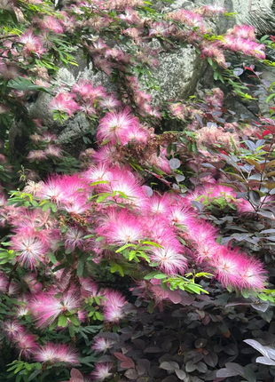 Silktree Albizziae Flower