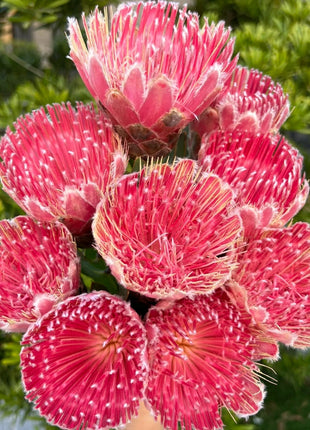 South African Princess Flower Seeds
