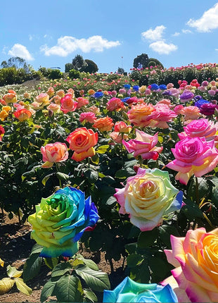 Colorful Roses - Flowers of Good Luck