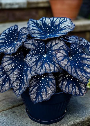 Blue Night Spark Begonia