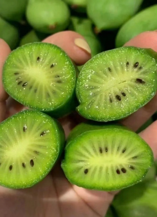 Soft Date Kiwi Seeds