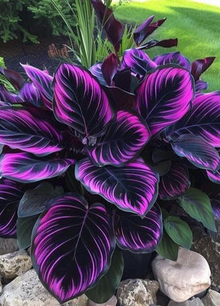 800+pcs Mixed Color Hosta Seeds – Shade-Loving Perennials with Stunning Foliage, Easy to Grow, Low Maintenance, Perfect for Pots & Garden Beds