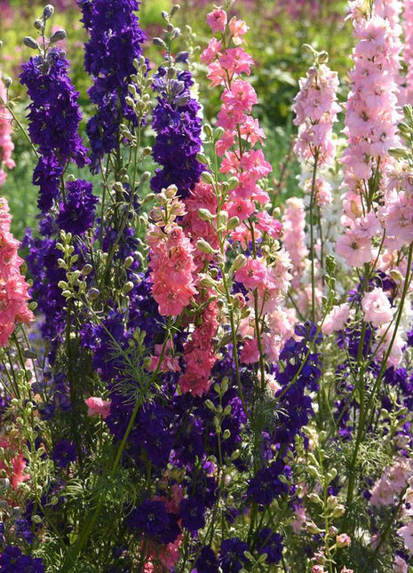 'The Seven Dwarfs' Mix Dwarf Larkspur Seeds