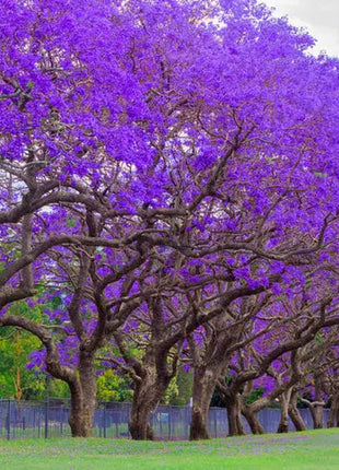 Blue Jacaranda Tree Seeds