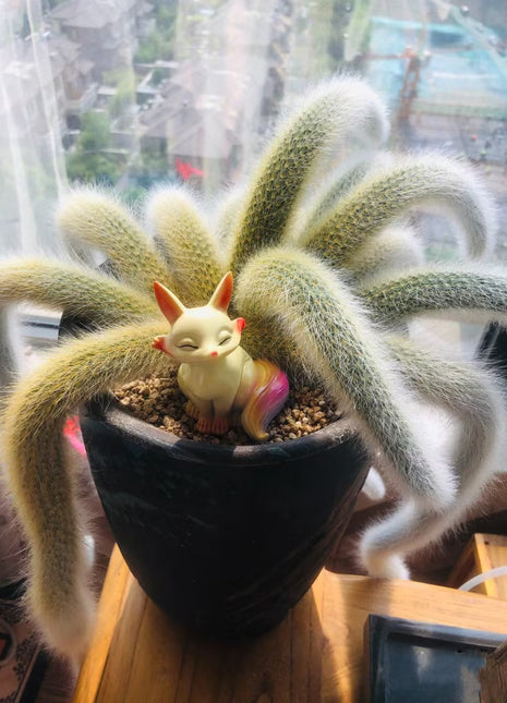 Monkey Tail Cactus Seeds-Nine Tailed Fox
