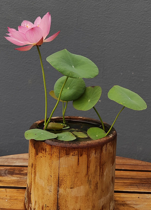 Bowl Lotus: Embracing Zen through Blossoms