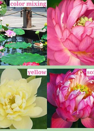 The PREMIUM BONSAI LOTUS FLOWER SEEDS