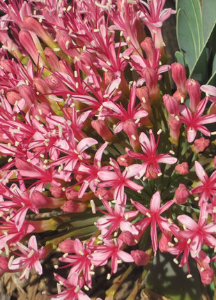 Ammocharis coranica - Ground lily