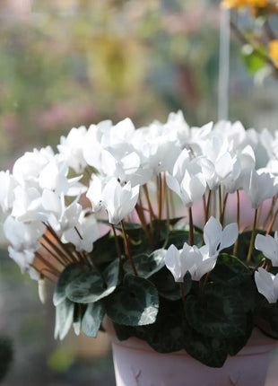 Cyclamen Flower Seeds