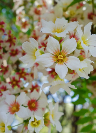 Xanthoceras Sorbifolia Flower🌺Flowers Bloom And Good Luck Comes
