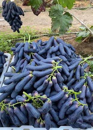 Sweet Sapphire Grape Seeds