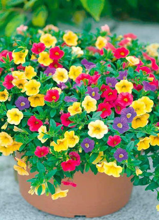 Calibrachoa Paradise Island