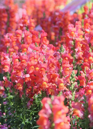 Dwarf Snapdragon  Seed Mixed