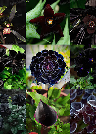 Exclusive Black Wildflower Seed Mix