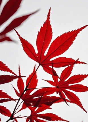 Red Japanese Maple Tree-10pcs Acer palmatum 'Bloodgood' Seeds – Deep Red Japanese Maple, Perfect for Pots, Patios & Bonsai