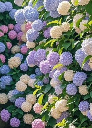 Hydrangea Seeds Mixed Colors – 200 Count – Grow Stunning Pastel & Bright Blooms