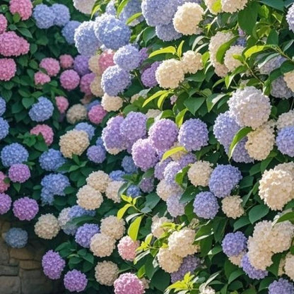 Hydrangea Seeds Mixed Colors – 200 Count – Grow Stunning Pastel & Bright Blooms