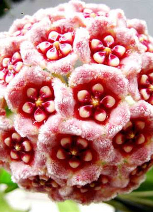 Egrow 20Pcs/Pack Hoya Seeds Potted Seed Hoya Carnosa Flower Seed Garden Plants