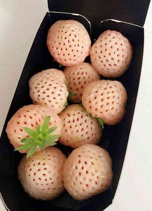 1 Bag Rare Milk Strawberry Seeds