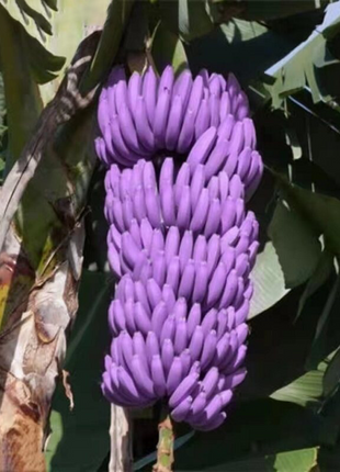 Drawf Banana Seeds